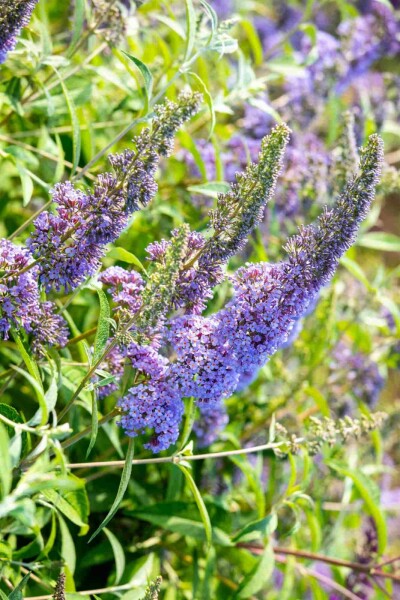 Buddleja davidii 'Empire Blue' arbuste 60-80 cm