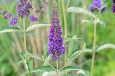 Buddleja davidii 'Empire Blue' arbuste 60-80 cm