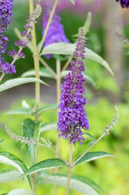 Buddleja davidii 'Empire Blue' arbuste 100-125 cm