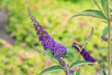 Buddleja davidii 'Empire Blue' arbuste 100-125 cm