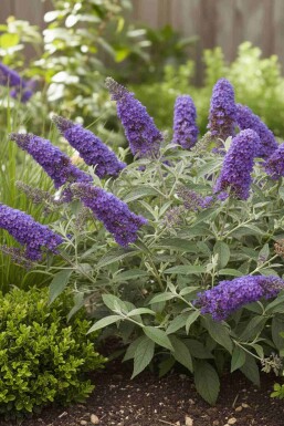 Buddleja davidii 'Free Petite Blue Heaven' arbuste 40-50 cm