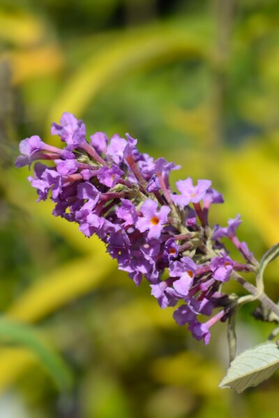 Buddleja davidii 'Free Petite Dark Pink' arbuste 40-50 cm