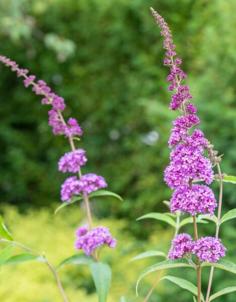 Buddleja davidii 'Ile de France' arbuste 40-60 cm