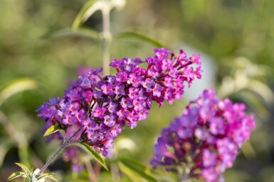 Buddleja davidii 'Nanho Purple' arbuste 30-40 cm