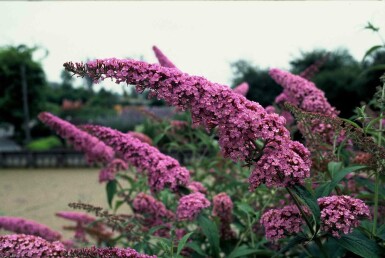 Buddleja davidii 'Pink Delight' arbuste 40-60 cm