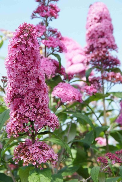 Buddleja davidii 'Pink Delight' arbuste 60-80 cm