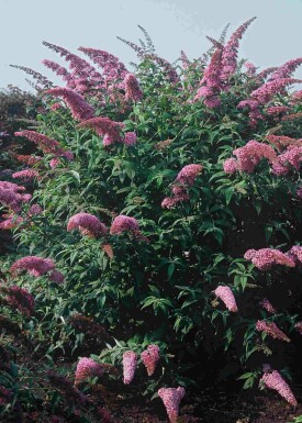 Buddleja davidii 'Pink Delight' arbuste 80-100 cm