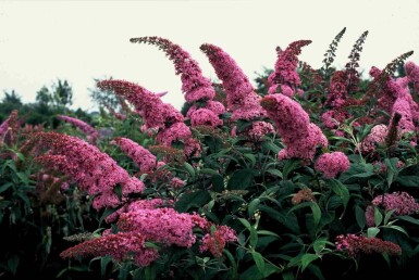 Buddleja davidii 'Pink Delight' arbuste 80-100 cm