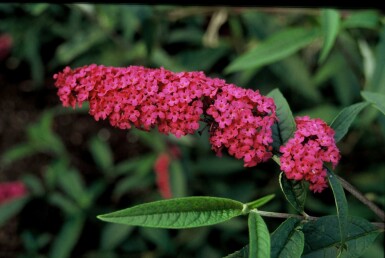 Buddleja davidii 'Royal Red' arbuste 40-60 cm