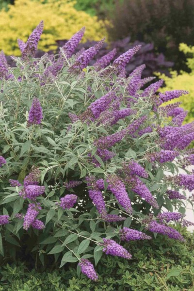 Buddleja 'Purple Chip' arbuste 30-40 cm
