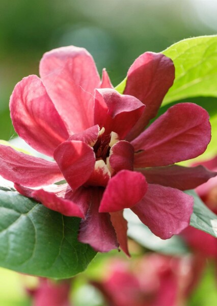 Calycanthus 'Aphrodite' arbuste 100-125 cm