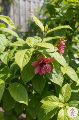 Calycanthus floridus arbuste 80-100 cm