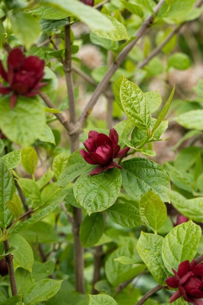 Calycanthus 'Hartlage Wine' arbuste 40-60 cm