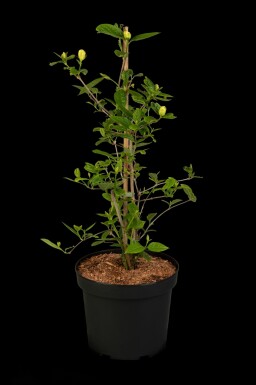 Calycanthus 'Venus' arbuste 40-60 cm