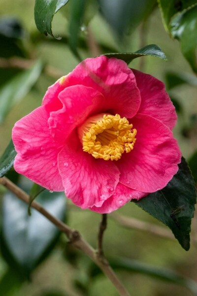 Camellia japonica 'Dr King' arbuste 50-60 cm