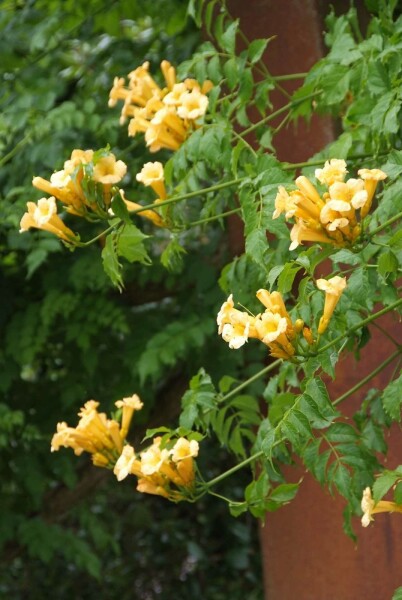 Campsis radicans 'Flava' arbuste 150-175 cm