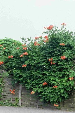Campsis tagliabueana 'Madame Galen' arbuste 80-100 cm