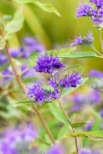 Caryopteris clandonensis 'Heavenly Blue' arbuste 20-25 cm