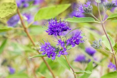 Caryopteris clandonensis 'Heavenly Blue' arbuste 20-25 cm