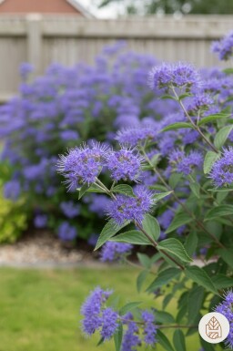 Caryopteris clandonensis 'Heavenly Blue' arbuste 40-60 cm