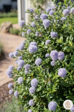 Ceanothus 'Blue Mound' arbuste 30-40 cm