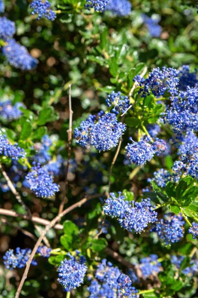 Ceanothus 'Blue Sapphire' arbuste 60-80 cm