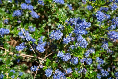 Ceanothus 'Blue Sapphire' arbuste 60-80 cm