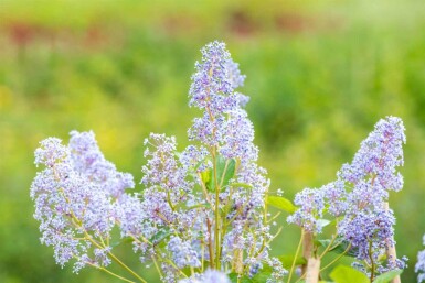 Ceanothus 'Gloire de Versailles' arbuste 30-40 cm