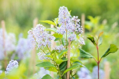 Ceanothus 'Gloire de Versailles' arbuste 40-50 cm