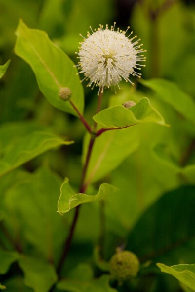 Cephalanthus occidentalis arbuste 60-80 cm