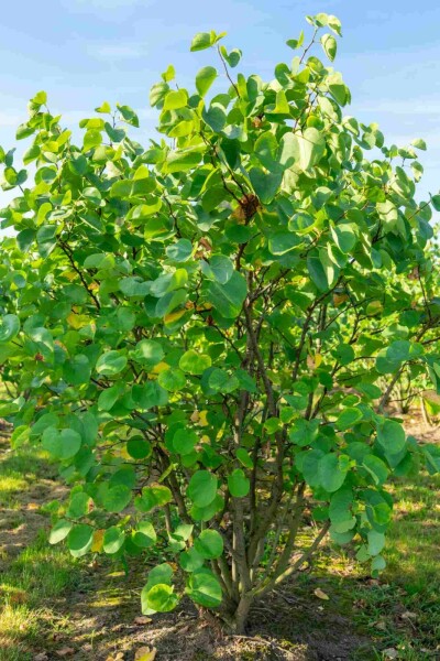 Cercis canadensis arbuste 100-125 cm