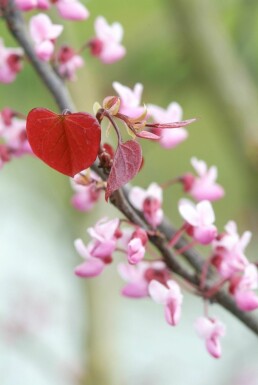 Cercis canadensis 'Forest Pansy' arbuste 80-100 cm