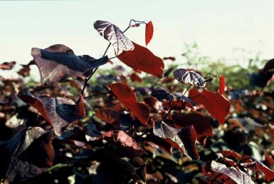 Cercis canadensis 'Forest Pansy' arbuste 80-100 cm