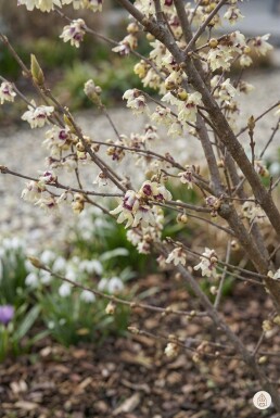 Chimonanthus praecox arbuste 60-80 cm