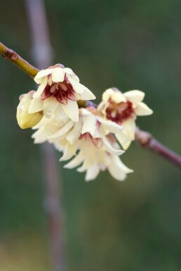 Chimonanthus praecox arbuste 100-125 cm