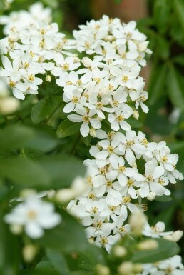 Choisya ternata arbuste 30-40 cm