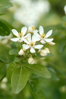 Choisya ternata arbuste 40-60 cm