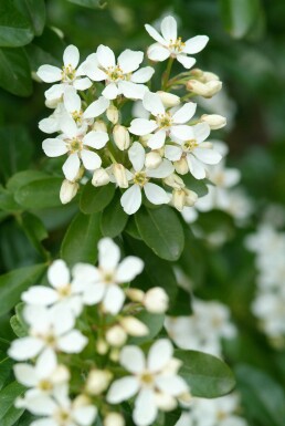 Choisya ternata arbuste 60-80 cm