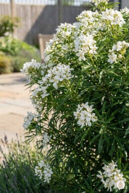 Choisya ternata 'Aztec Pearl' arbuste 60-80 cm