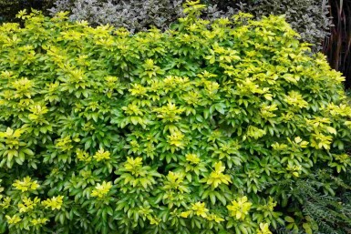 Choisya ternata 'Sundance' arbuste 40-50 cm