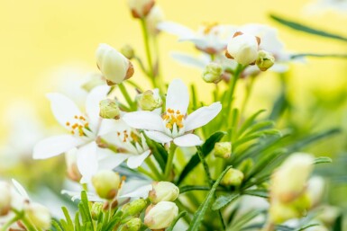 Choisya ternata 'White Dazzler' arbuste 25-30 cm