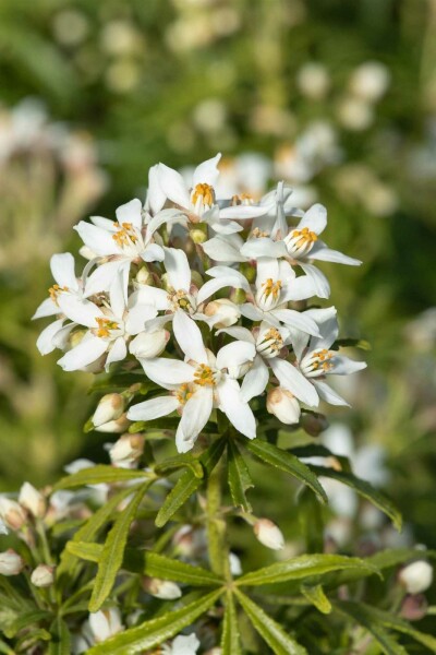 Choisya ternata 'White Dazzler' arbuste 35-40 cm