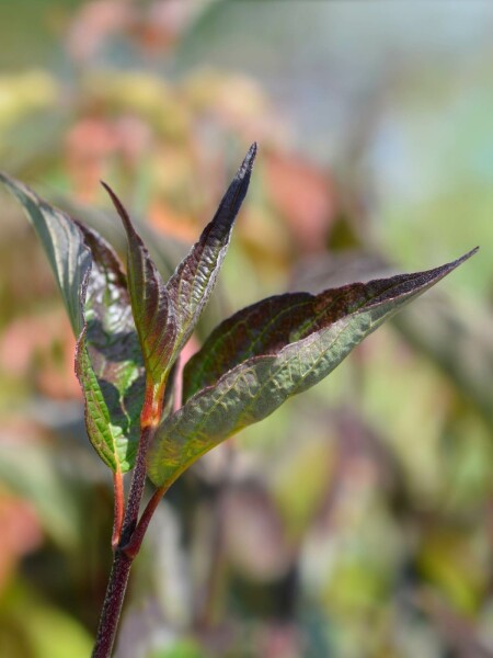 Cornus alba 'Kesselringii' arbuste 100-125 cm