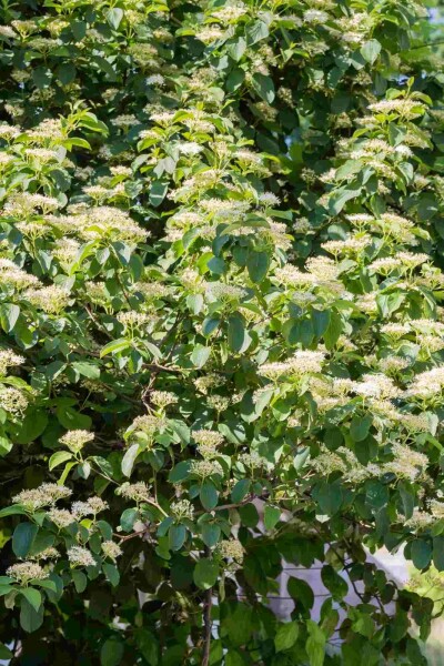 Cornus alternifolia arbuste 80-100 cm