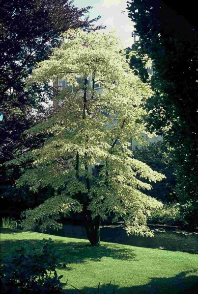 Cornus controversa 'Variegata' arbuste 150-175 cm