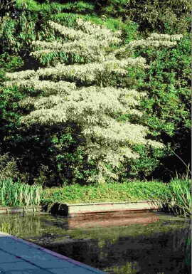 Cornus controversa 'Variegata' arbuste 175-200 cm