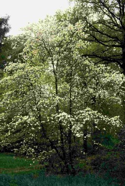 Cornus kousa arbuste 80-100 cm