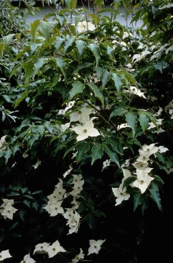 Cornus kousa arbuste 100-120 cm