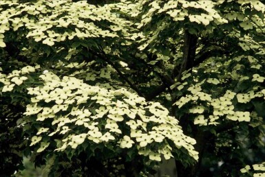 Cornus kousa arbuste 100-120 cm