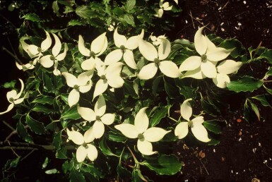 Cornus kousa arbuste 100-120 cm